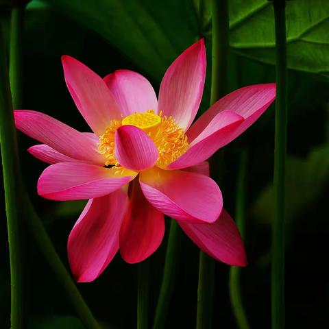 游沈阳苏家屯迎春湖看荷花（2022.07.25）