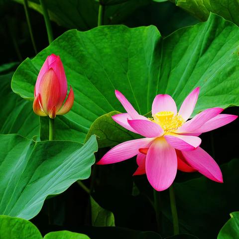 荷花（2022夏日 沈阳苏家屯迎春湖）