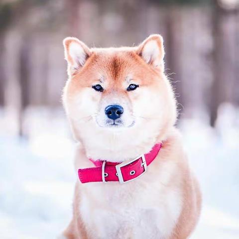 2019继续教育