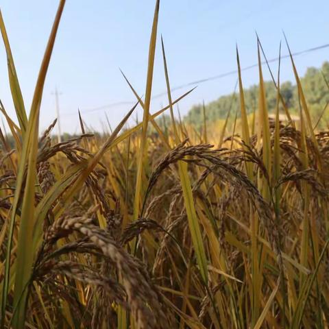 向往的生活 山野小农夫——桃园小学“领略秋韵 爱我太原”秋日研学篇