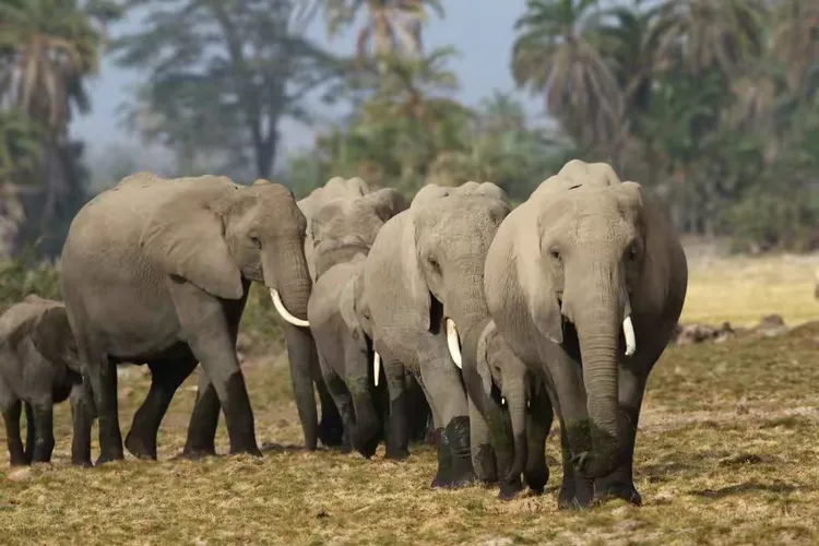 非洲大象的天敌