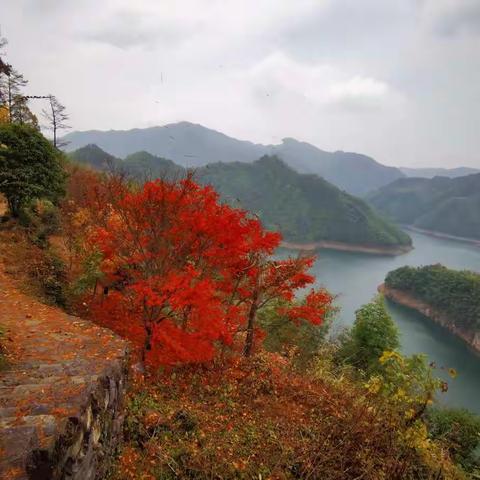 层林尽染秋意浓                                         ————   四明茅镬问秋