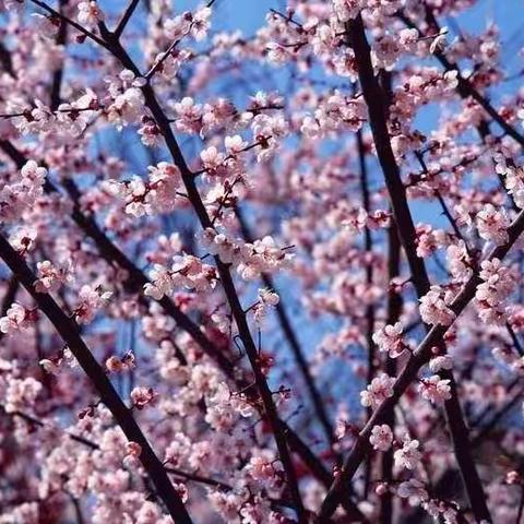 网络研修，携手共进---松原市教育学院初中生物学科线上教研纪实