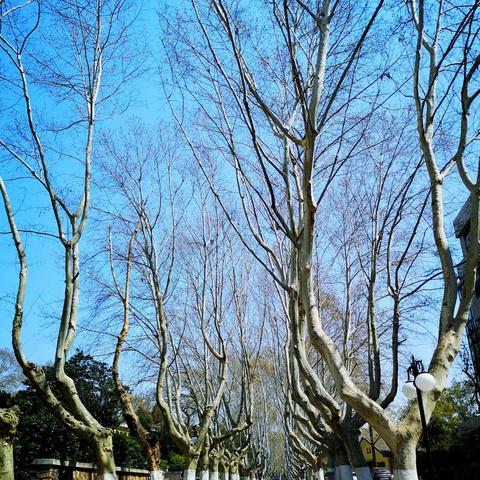 献给在家抗疫的师生、校友们（河海大学摄影协会）