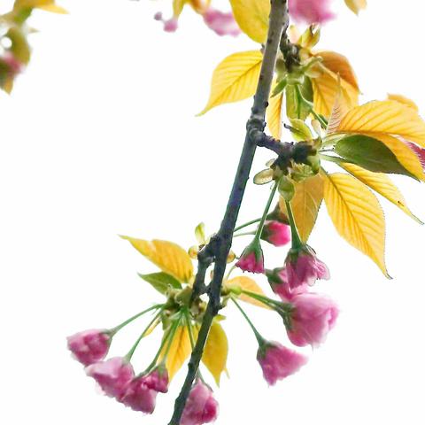 小区的花儿都开了