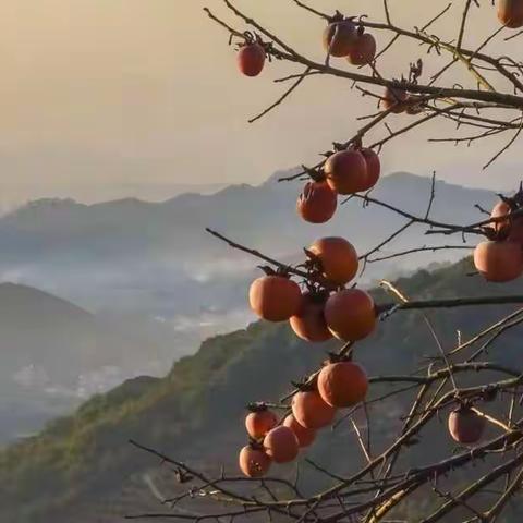 梅开柿红的冬季