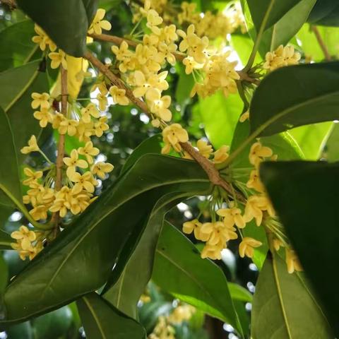 又见桂花开