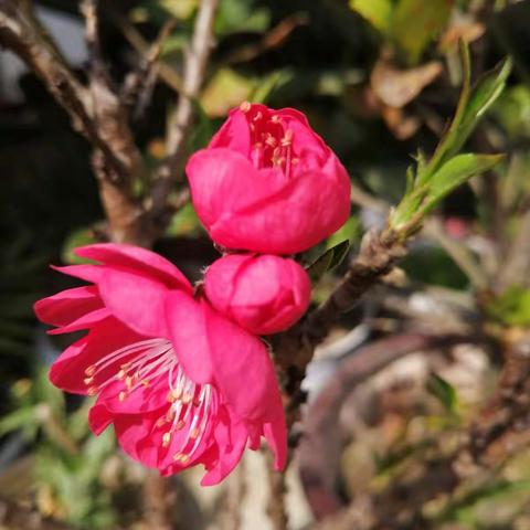凡花碎语
