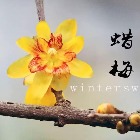 “疏林冻水熬寒月唯见一株在唤春”