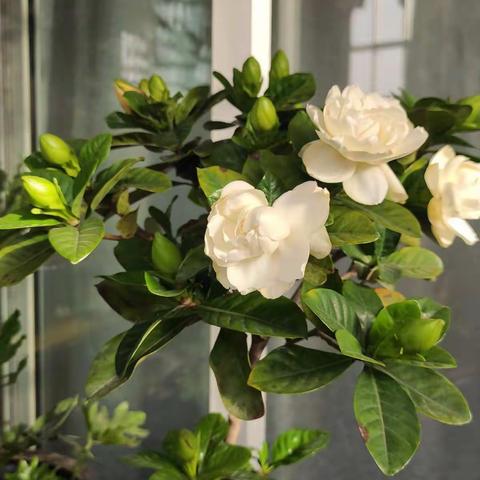 小小种植手，为校园增花添绿叶——益童学五一小学家长课堂（5）