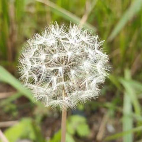 春雨一滴润芳华