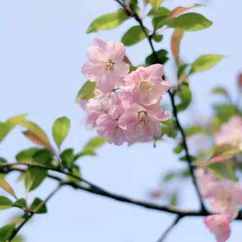 清明时节，赵马营小学款款而至