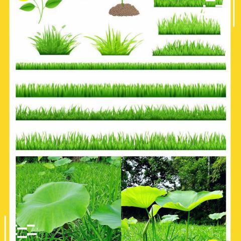 玉州区第二实验小学1802班“小小农夫忙劳作”田间劳动实践活动