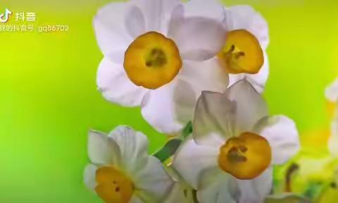 今年没有养水仙，转发往年拍摄的家里的以鱼缸为背景的一组照片回忆那时的拍摄的快乐和专注～