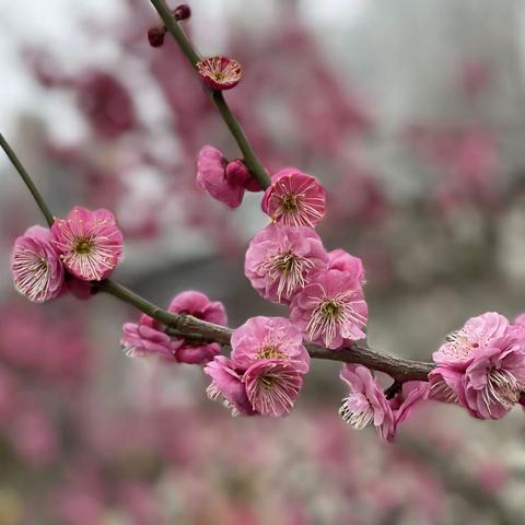 聆听早春之声(两年前旧作)（副本）