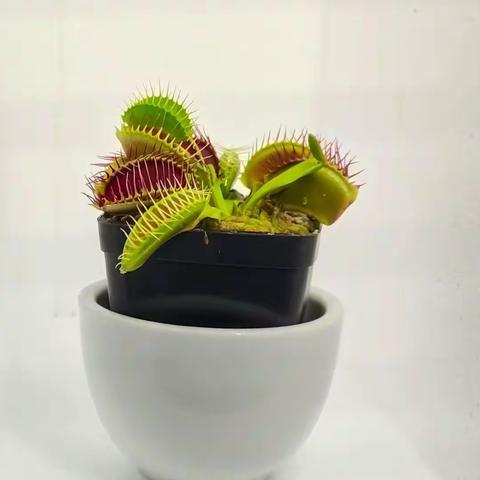 捕蝇草的朝朝暮暮