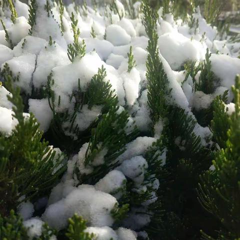 记高新区志远小学2018级4班家长（11月8日~11月12日）护学执勤周