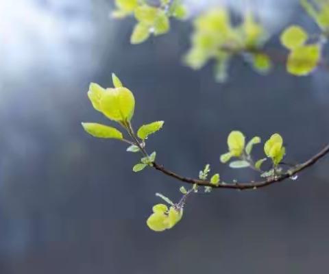 寻找家乡春天的诗情画意——仁化县扶溪学校诗歌艺术节学生获奖作品（中学校区）