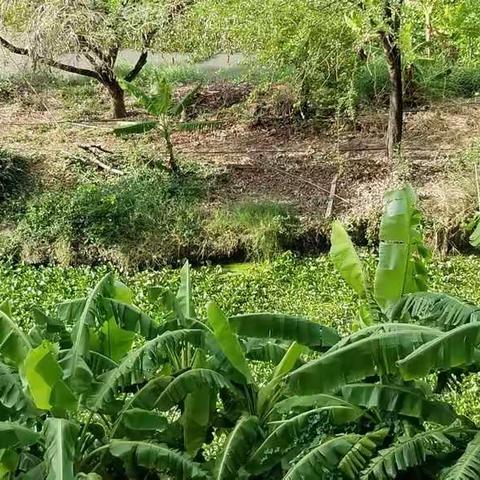 静香绽放芬芳的美篇