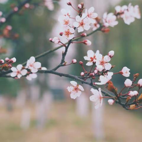 之小一班——春暖花开，待你归来！