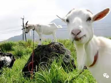 您还在犹豫到底是该喝羊奶还是喝牛奶吗？千万别输在追求健康的跑道上