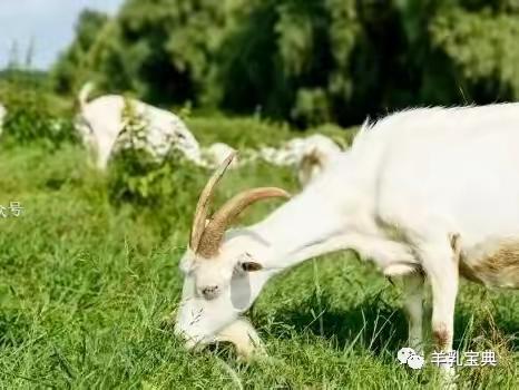 早上一杯奶，营养充足；中午一杯奶，神清气爽；晚上一杯奶，安心睡眠。