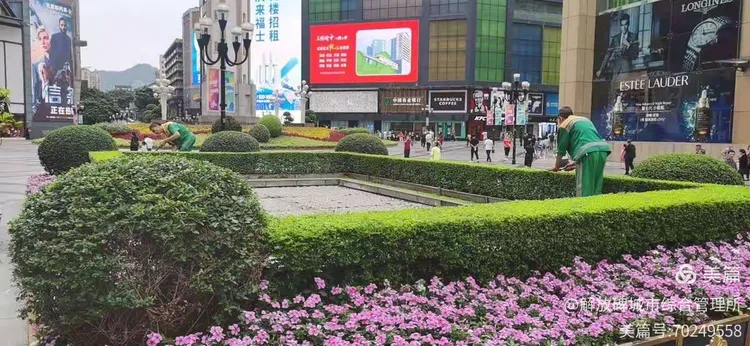 造型女贞最新价格