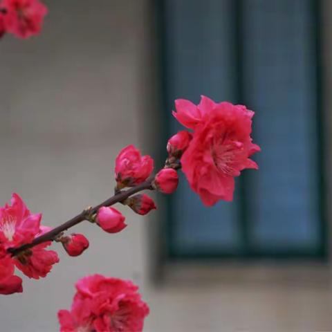 奶奶的桃花开了