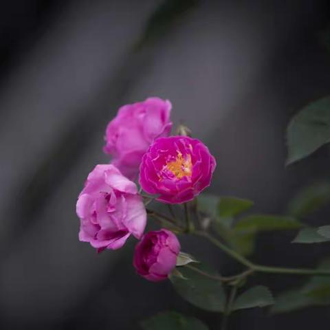 2020-4-18     花韵