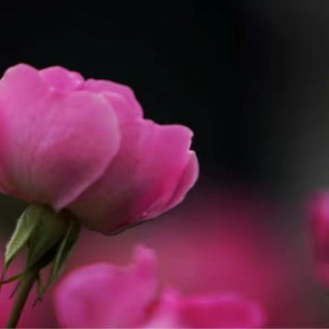 奶奶你的花园😊