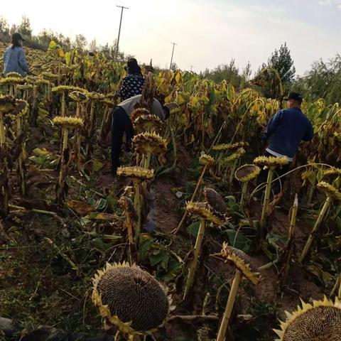 二O二一年十月二曰亲人们团结一致，奋战在秋收的一线