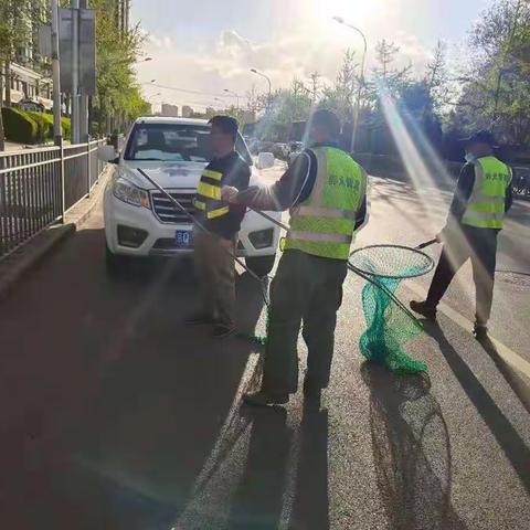 西三旗街道养犬办在劳动节期间巡查流浪犬