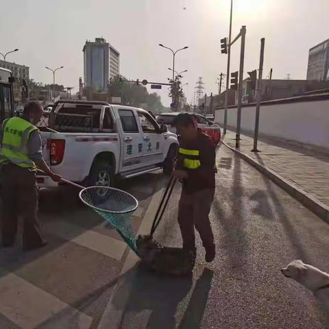 西三旗街道养犬办在小区周边清理流浪犬