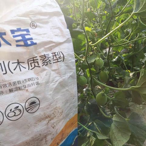 沃叶功能肥在甜瓜上效果怎么样？