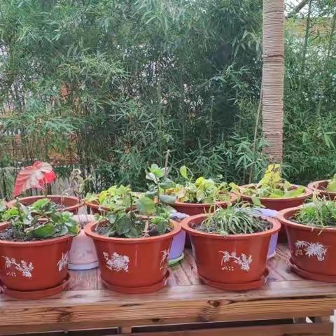 寒假实践活动劳动篇之种植体验