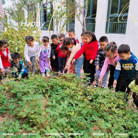 快乐秋收         好事“花生”——悦享种植之收获篇