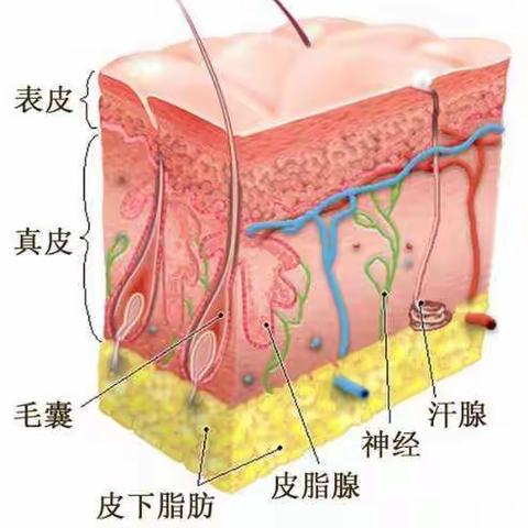 什么是中胚细胞疗法？