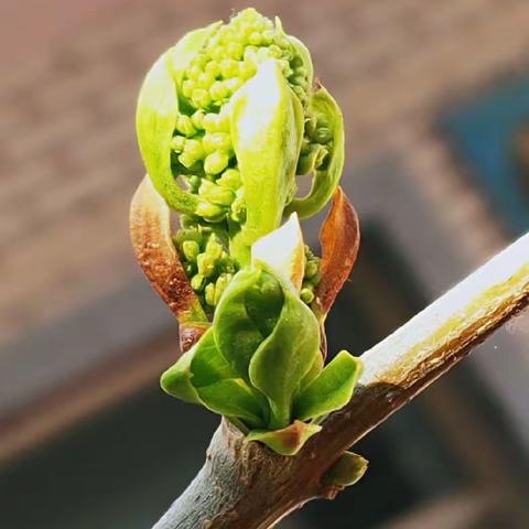 携手共建“同心林”，不忘初心续新篇