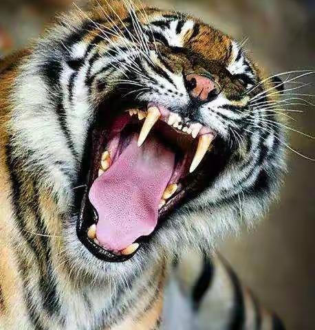 【庚子续曲10】告别与出发