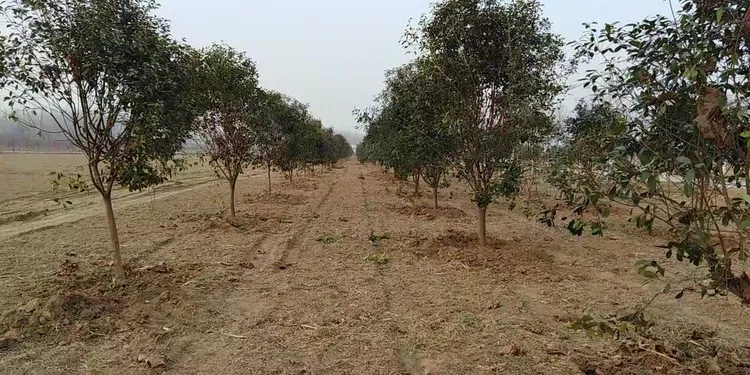 请问哪里有红叶石楠苗木出售