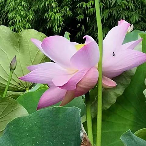 梦醉荷塘（2019年7月3日，游孔学堂，董家堰荷塘）