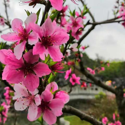 桃红李白多妩媚，暖风吹得游人醉。(20|9年3月28一30日，水乐，喀斯特赏桃花)（副本）