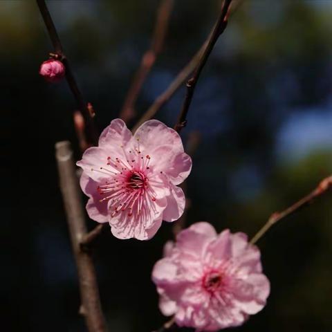 小区觅春之一（梅花）