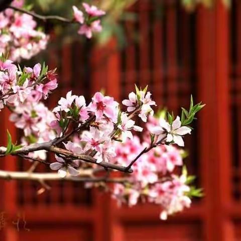 明道宫桃花开在老子诞辰时节