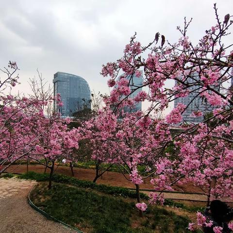 厦门大坪山樱花唯美上线，赏花正当时