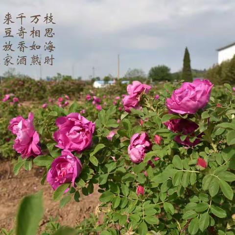 平阴一队2021年工作纪实之十五