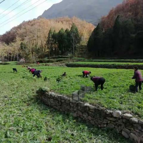 天竺山镇把握“秋季冲刺”最后阶段，抢抓墒情移栽油菜，让油菜产业落地生根。