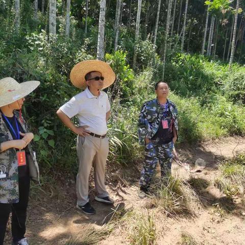 部门联动、多措并举，乌坡镇加快推进金椰子种植项目