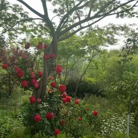 郭家屯初中暑假生活安排