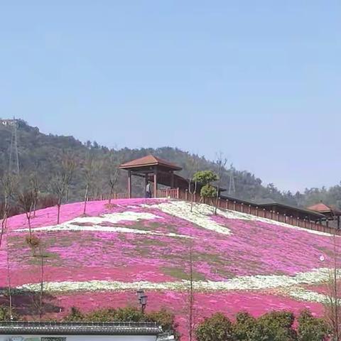 春天的花间乐园